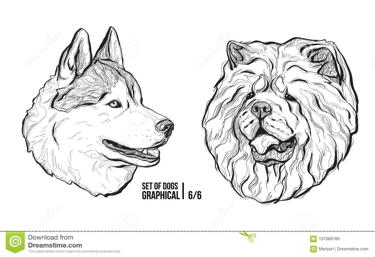 Dogs Drawing Vector Set Of Dogs Breeds Husky and Chow Chow Graphical Vector