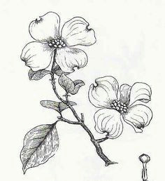 Dogwood Tree Drawing 24 Best Flora Dogwoods Images Dogwood Flowers Dogwood Flower