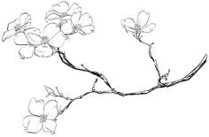 Dogwood Tree Drawing 40 Best Dogwood Flowers Images Dogwood Flowers Flowers