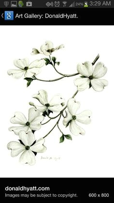 Dogwood Tree Drawing 40 Best Dogwood Flowers Images Dogwood Flowers Flowers