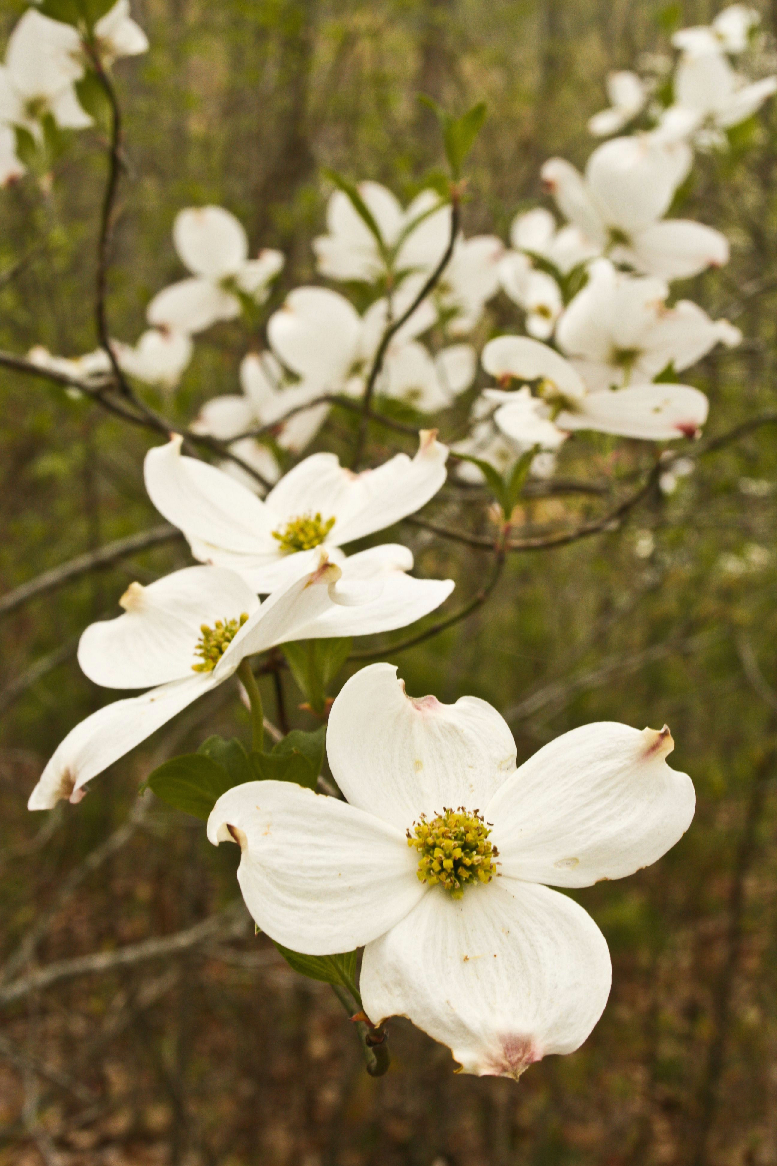 Dogwood Tree Drawing Dogwood Blossoms In Gatlinburg Tennessee Great Smoky Mountains