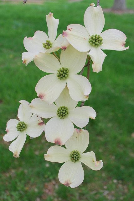 Dogwood Tree Drawing Dogwood Flowers southern Life Hey Y All Dogwood Flowers