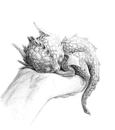 Dragon Drawing Tumblr 18 Best Female Dragon Images Mythological Creatures Fantasy
