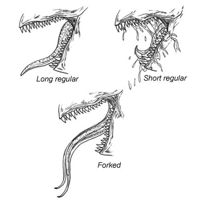 Dragon S Teeth Drawing How to Draw A Dragon Various Teeth Drawing Art Drawings Art