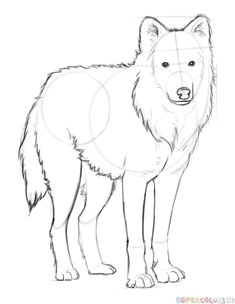 Draw A Arctic Wolf 830 Best 1103 Drawing Room Images In 2019 Step by Step Drawing