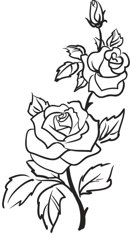 Draw A Basic Rose Rose Outline Google Search Outlines Drawings Art Flowers