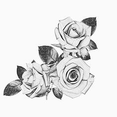 Draw A Black Rose 41 Best Black and White Roses Images