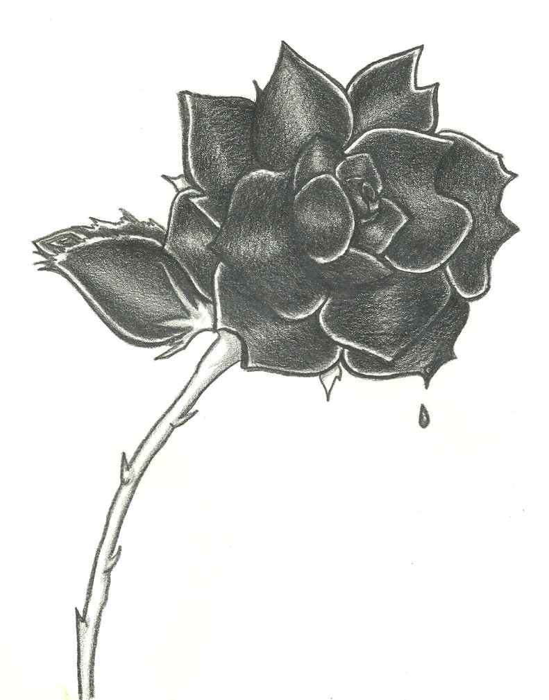 Draw A Bleeding Rose Dongetrabi Black Rose Drawing Bleeding Images