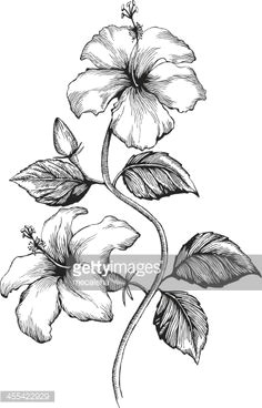 Draw A China Rose 11 Best Hibiscus Drawing Images In 2019 Hibiscus Drawing Hibiscus