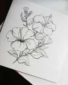 Draw A China Rose 11 Best Hibiscus Drawing Images In 2019 Hibiscus Drawing Hibiscus