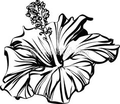 Draw A China Rose 11 Best Hibiscus Drawing Images In 2019 Hibiscus Drawing Hibiscus