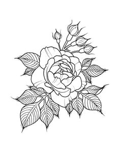 Draw A China Rose 166 Best Rose Illustration Images In 2019 Flower Art Vintage