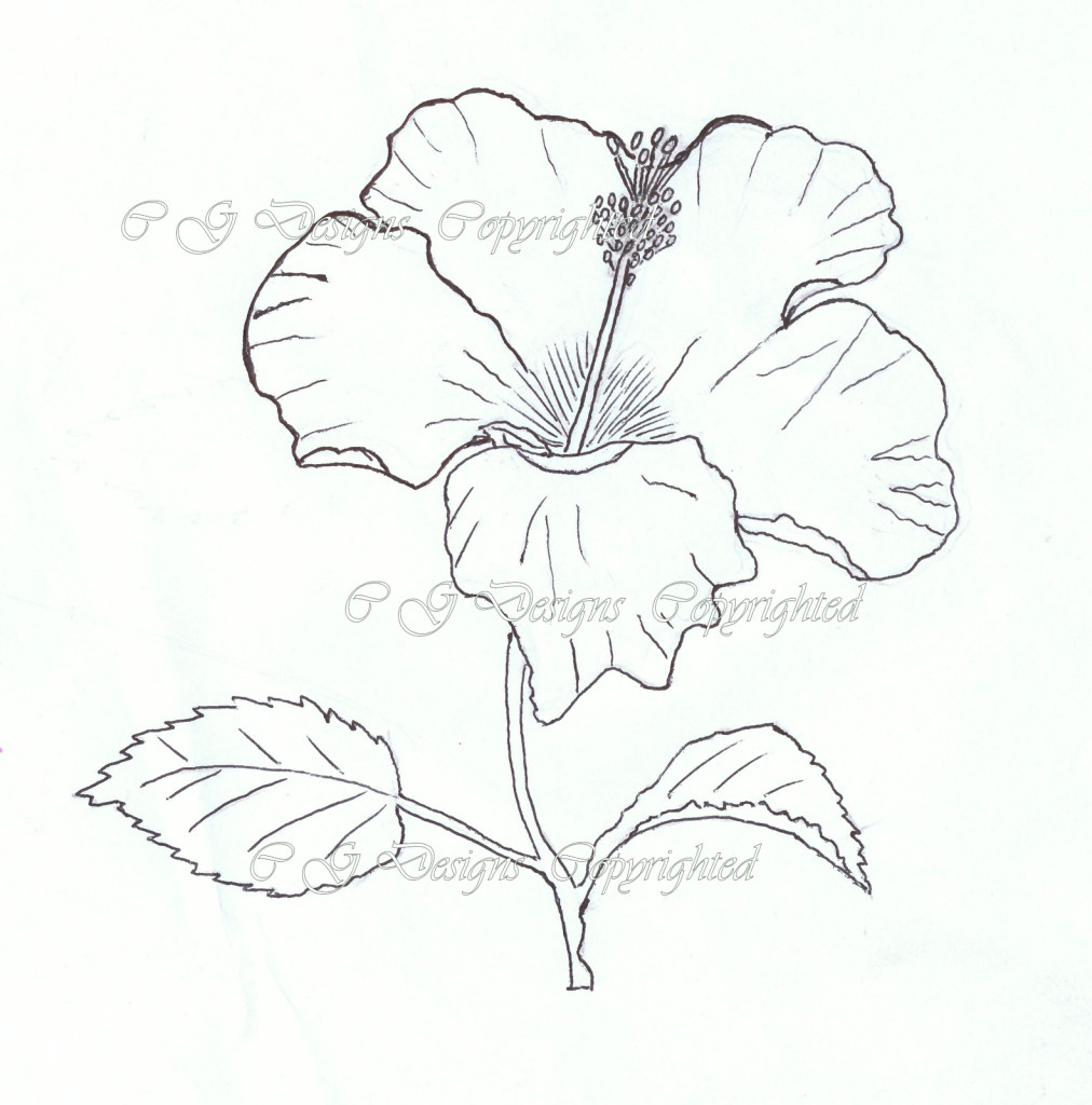 Draw A China Rose Rose Drawing Pencil at Getdrawings Com Free for Personal Use Rose