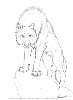 Draw A Cool Wolf 180 Best Wolf Drawings Images Drawing Techniques Drawing