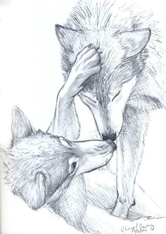 Draw A Detailed Wolf 109 Best Wolf Images Wolf Drawings Art Drawings Draw Animals