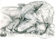 Draw A Detailed Wolf 180 Best Wolf Drawings Images Drawing Techniques Drawing