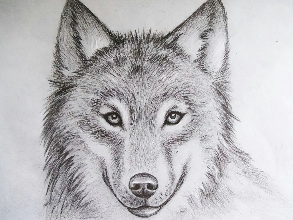Draw A Easy Wolf Face Cool Drawings Of Animals Pencil Art Drawing My References In
