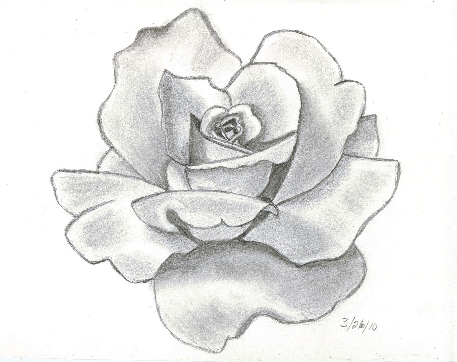 Draw A Full Rose 61 Best Art Pencil Drawings Of Flowers Images Pencil Drawings