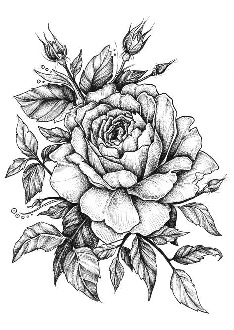 Draw A Full Rose Drawing Rose Elita Mydearest Co