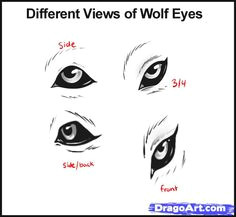 Draw A Realistic Wolf Eye 180 Best Wolf Drawings Images Drawing Techniques Drawing