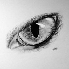 Draw A Realistic Wolf Eye 82 Best Realistic Animal Drawings Images Animal Drawings Draw