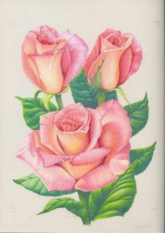 Draw A Rose and Colour It 25 Beautiful Rose Drawings and Paintings for Your Inspiration