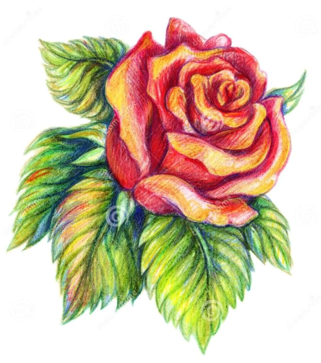 Draw A Rose and Colour It 25 Beautiful Rose Drawings and Paintings for Your Inspiration