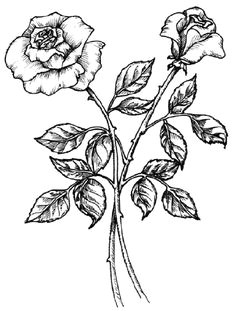 Draw A Rose Blooming 121 Best Rose Drawings Images Beautiful Flowers Planting Flowers