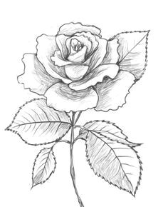 Draw A Rose Blooming 163 Best How to Draw Rose Images Drawings Drawing Flowers How to