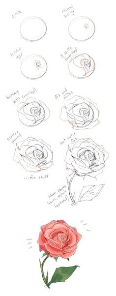 Draw A Rose Blooming 864 Best Flower Drawing Images In 2019 Drawing Flowers Flower