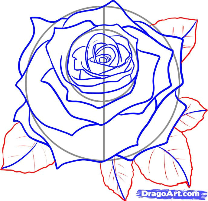 Draw A Rose Dragoart How to Draw A Rose Dr Odd