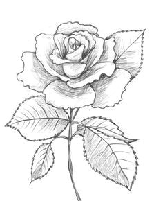 Draw A Rose Heart 132 Best Drawing Images Rose Drawing Tattoo Tattoo Drawings