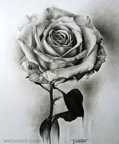 Draw A Rose In Pencil 25 Beautiful Rose Drawings and Paintings for Your Inspiration