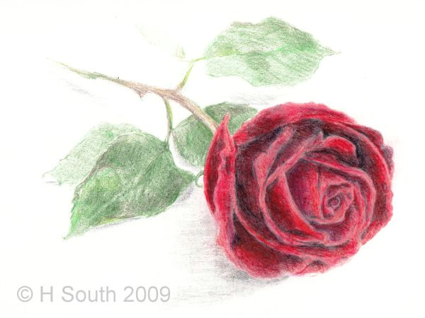 Draw A Rose In Pencil How to Draw A Rose In Colored Pencil