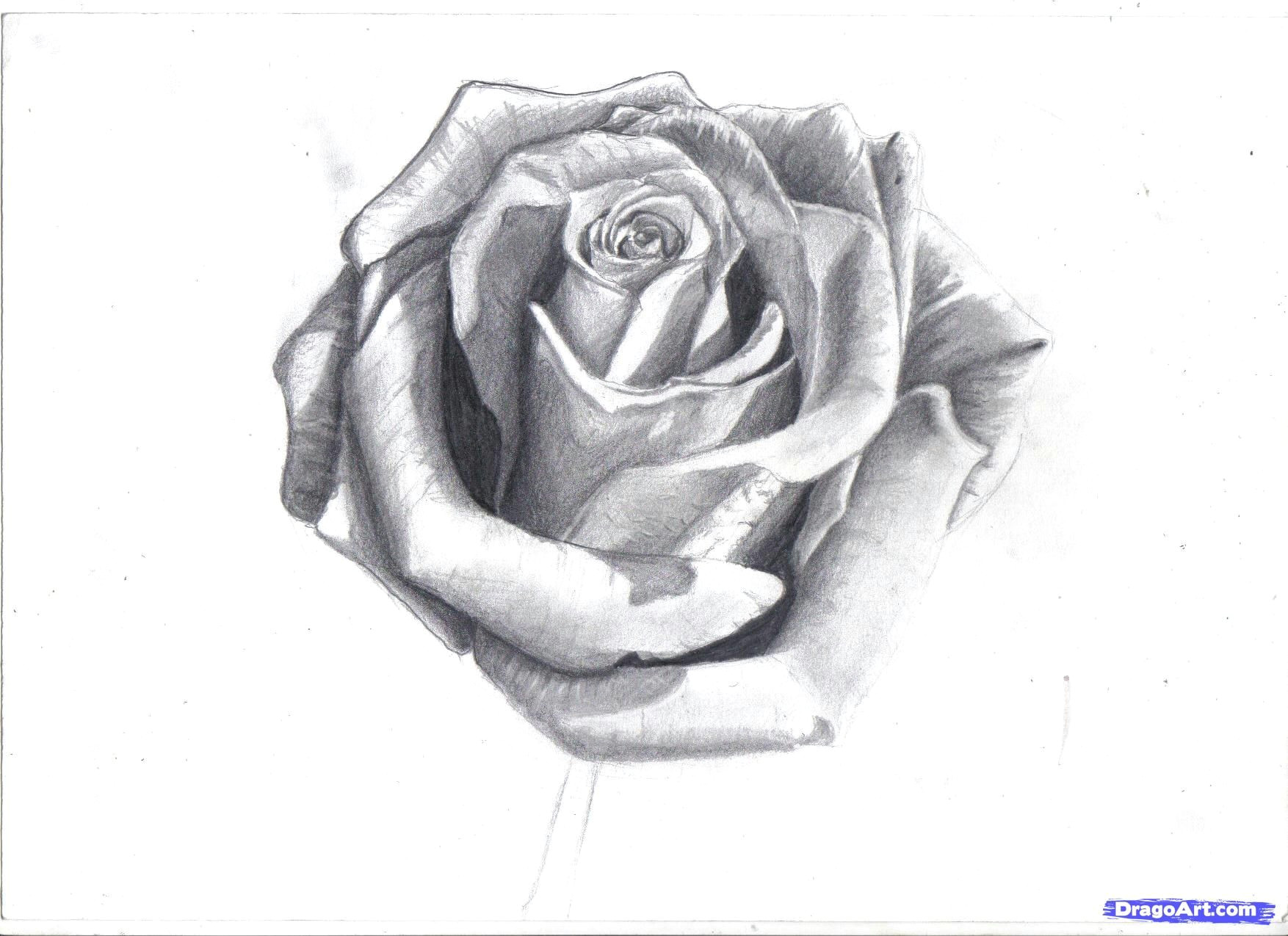 Draw A Rose In Pencil How to Draw A Rose In Pencil Draw A Realistic Rose Step by Step