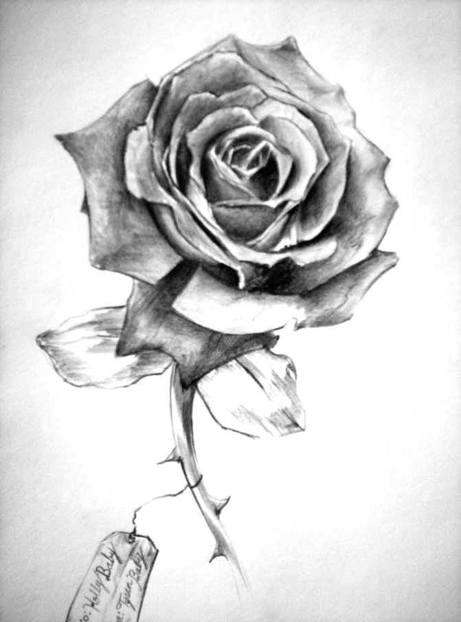 Draw A Rose In Pencil Pencil Drawing Rose with Shading This Image is More order as the