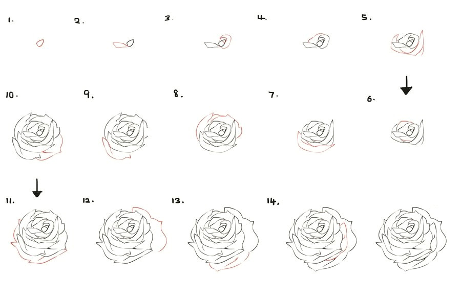 Draw A Rose Step by Step In Pencil How to Draw A Flower Dr Odd