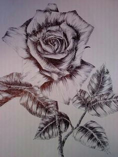 Draw A Rose top 108 Best Rose Drawings Images Flowers Ink Cool Tattoos