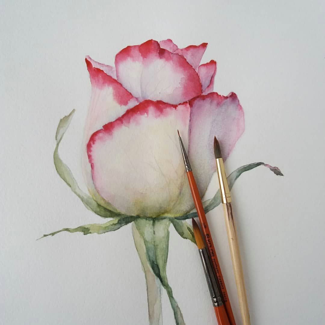 Draw A Rose Watercolor Pin by isabelle O On Dessin Pinterest Watercolor Watercolor