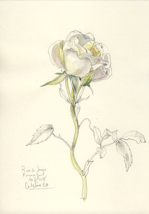 Draw A Rose Watercolor Rose original Drawing N 1 original Watercolor and by Catilustre