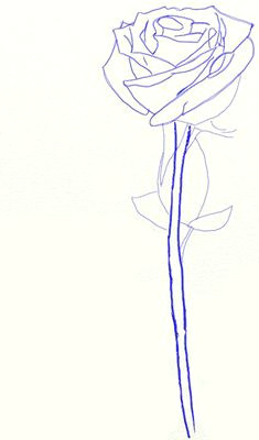 Draw A Rose with A Stem 163 Best How to Draw Rose Images Drawings Drawing Flowers How to