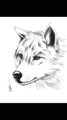 Draw A Snow Wolf Die 696 Besten Bilder Von Wolf In 2019 Draw Animals Wolf Pictures