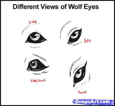 Draw A Wolf Eye Step by Step 180 Best Wolf Drawings Images Drawing Techniques Drawing