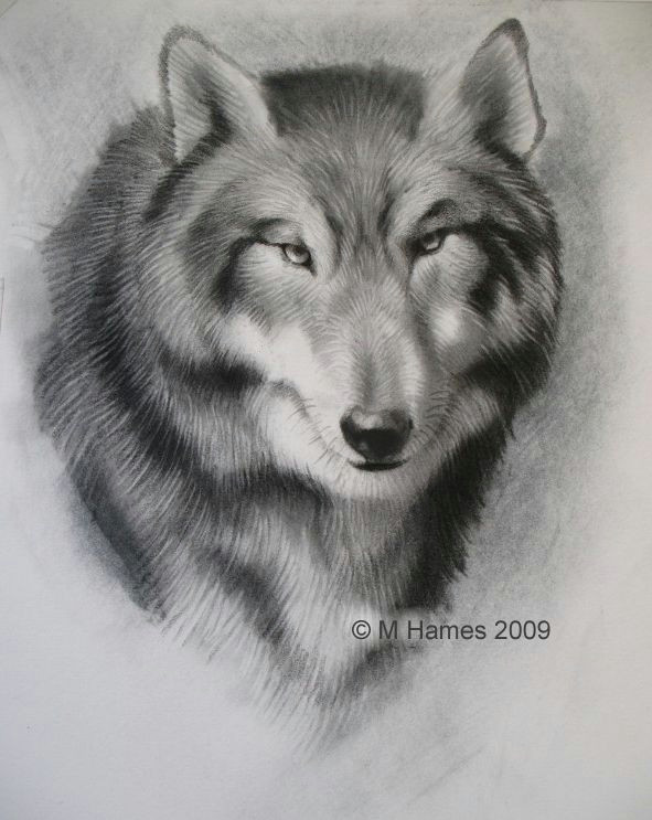 Draw A Wolf Eye Step by Step A Step by Step Guide Of How to Draw A Wolf