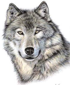 Draw A Wolf Head Easy 109 Best Wolf Images Wolf Drawings Art Drawings Draw Animals