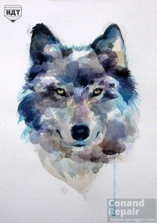 Draw A Wolf Head Easy How to Draw A Wolf Draw A Wolf Watercolor Step 7 Of 7 Push