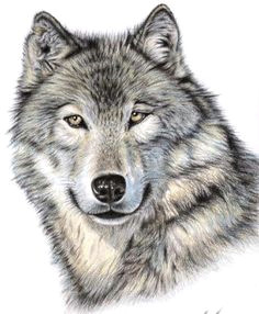 Draw A Wolf In Illustrator 109 Best Wolf Images Wolf Drawings Art Drawings Draw Animals