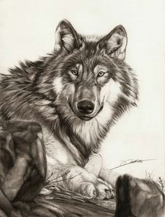 Draw A Wolf In Illustrator 109 Best Wolf Images Wolf Drawings Art Drawings Draw Animals