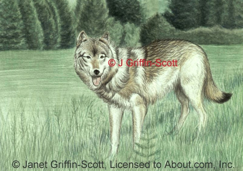 Draw A Wolf Laying Down How to Draw A Wolf In Colored Pencil