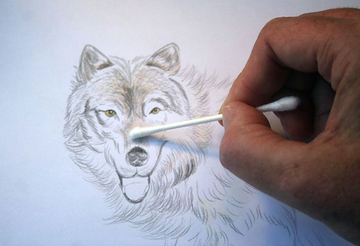 Draw A Wolf Laying Down How to Draw A Wolf In Colored Pencil